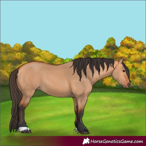 Horse Color:Bay Dun 