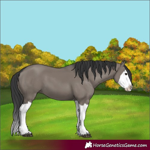 Horse Color:Grullo Splash 