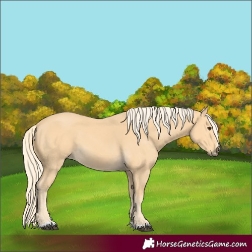 Horse Color:Palomino 