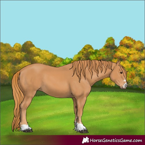 Horse Color:Chestnut 