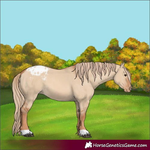 Horse Color:Red Dun Appaloosa 