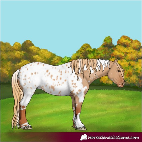 Horse Color:White Spotted Red Dun Appaloosa 