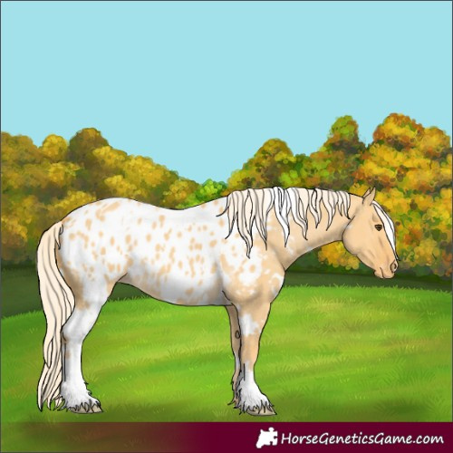 Horse Color:White Spotted Palomino Dun Appaloosa