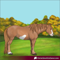 Horse Color:Chestnut Frame 