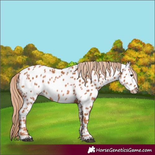 Horse Color:Chestnut Appaloosa 