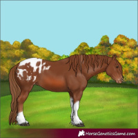 Horse Color:Chestnut Tobiano Blanket