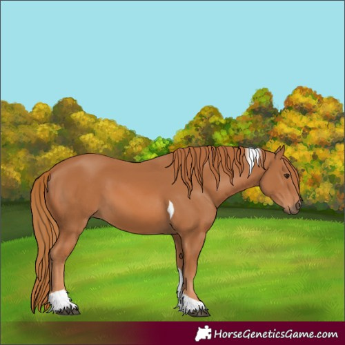 Horse Color:Chestnut Tobiano 