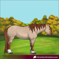 Horse Color:Red Dun Tobiano