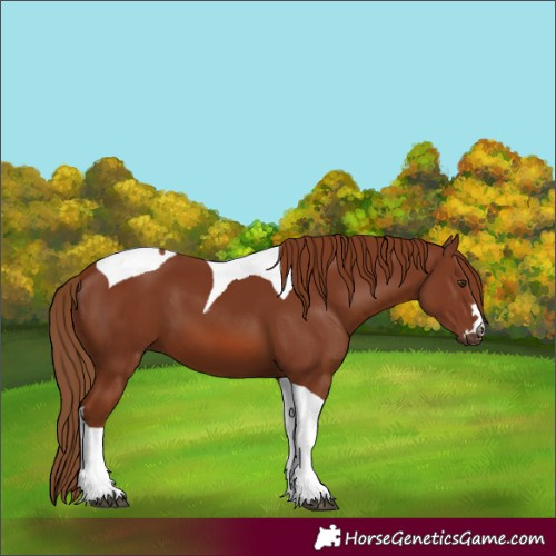 Horse Color:Chestnut Tobiano 