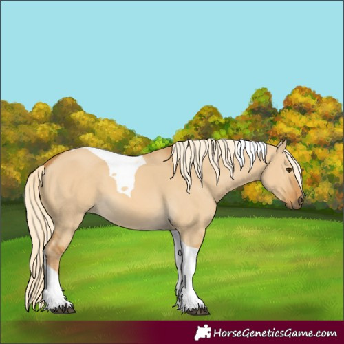 Horse Color:Palomino Dun Tobiano 