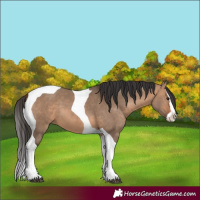 Horse Color:Bay Dun Splash Tobiano 