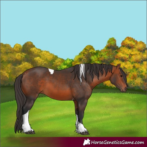 Horse Color:Bay Tobiano 