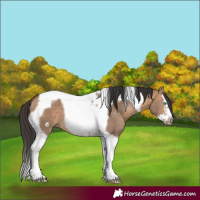 Horse Color:Bay Dun Splash Tobiano Frame
