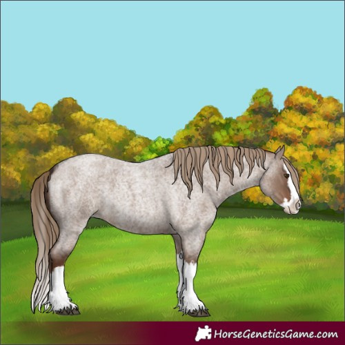 Horse Color:Liver Red Dun Roan Splash 