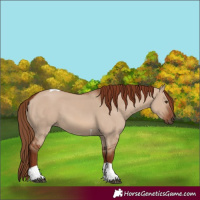 Horse Color:Red Dun Tobiano
