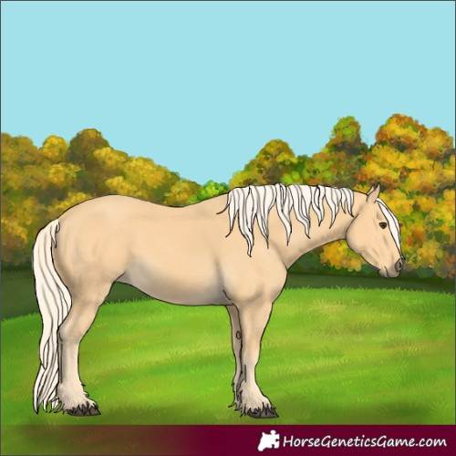 Horse Color:Palomino