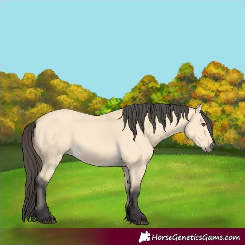 Horse Color:Buckskin Dun 