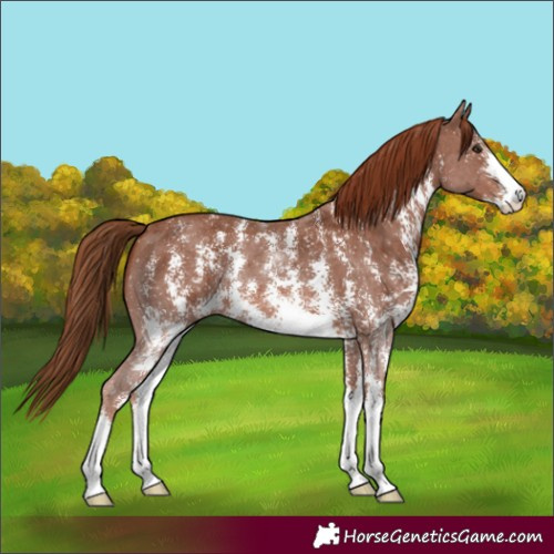 Horse Color:Chestnut Sabino 