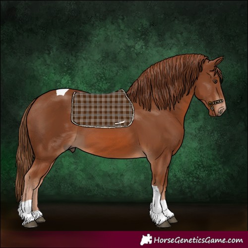 Horse Color:Chestnut Tobiano Rabicano 