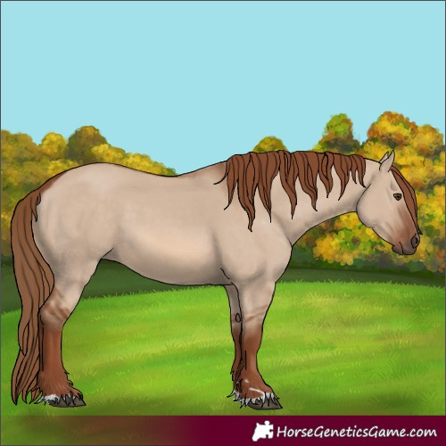 Horse Color:Red Dun 