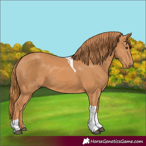 Horse Color:Chestnut Tobiano Rabicano 