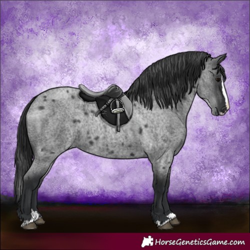 Horse Color:Blue Roan Splash 