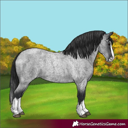 Horse Color:Blue Roan Splash 