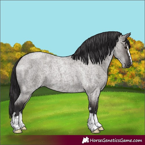 Horse Color:Smoky Grullo Roan 