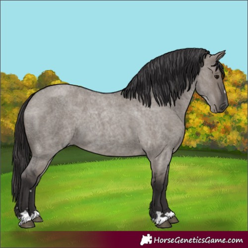 Horse Color:Smoky Grullo Roan 