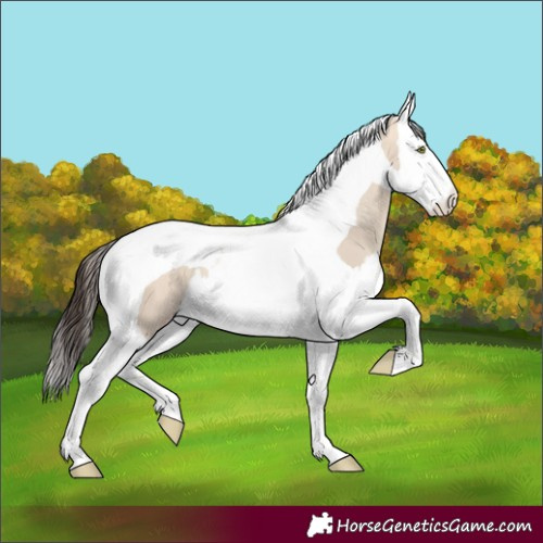Horse Color:Amber Champagne Dun Splash Tobiano