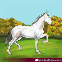Horse Color:Amber Champagne Dun Splash Tobiano