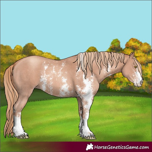 Horse Color:Gold Champagne Sabino 