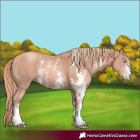 Horse Color:Gold Champagne Sabino