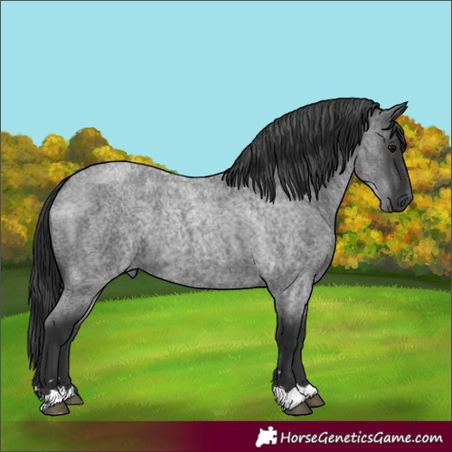 Horse Color:Blue Roan 