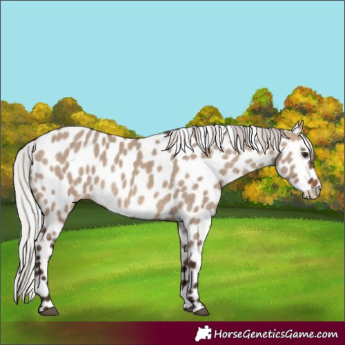 Horse Color:Silver Brown Dun Leopard 