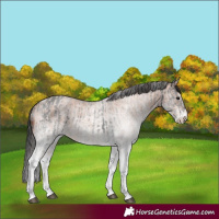 Horse Color:White Spotted Blue Roan Rabicano  and White Spotted Bay Roan Rabicano 
