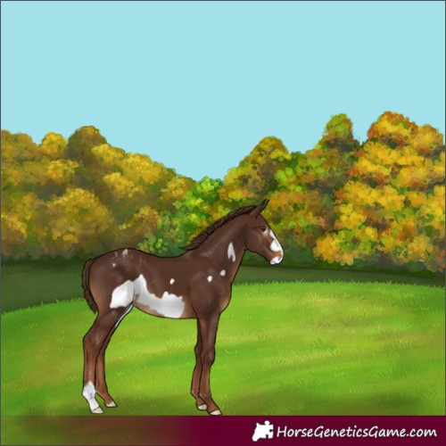 Horse Color:Gray Chestnut Frame Blanket