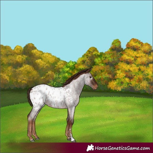 Horse Color:Gray Red Roan Blanket Rabicano 