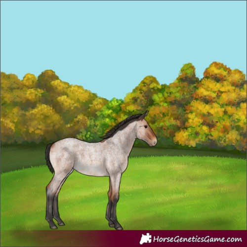 Horse Color:Bay Roan Rabicano 