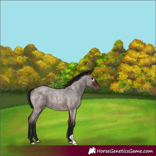 Horse Color:Gray Bay Roan Rabicano