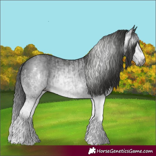 Horse Color:Gray White Spotted Black and Gray White Spotted Black Splash
