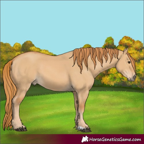 Horse Color:Red Dun 