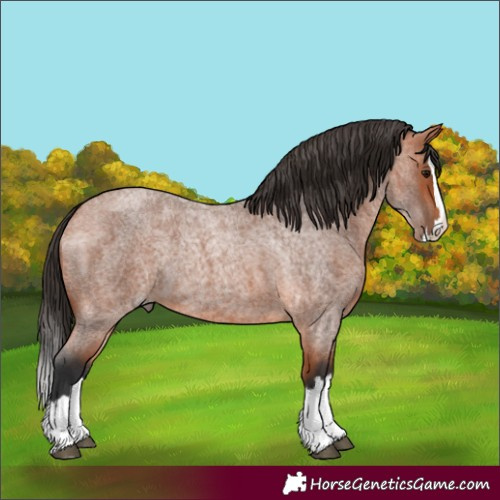 Horse Color:Bay Roan Splash 