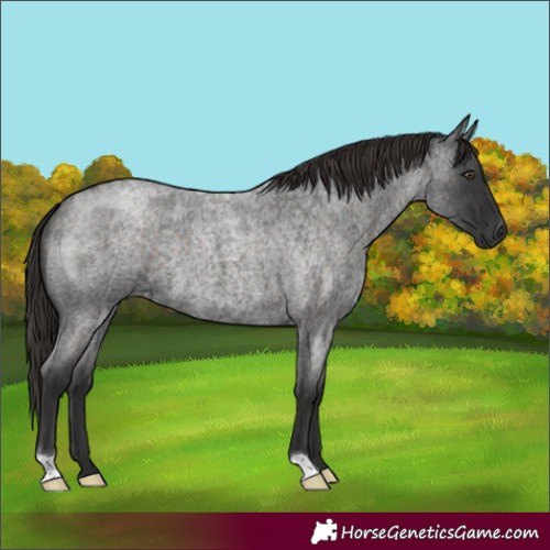 Horse Color:Liver Red Roan 