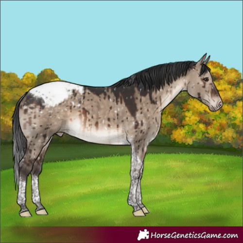 Horse Color:Brown Dun Tobiano Appaloosa Brindle 