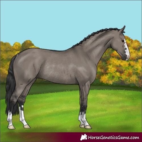 Horse Color:Grullo Rabicano