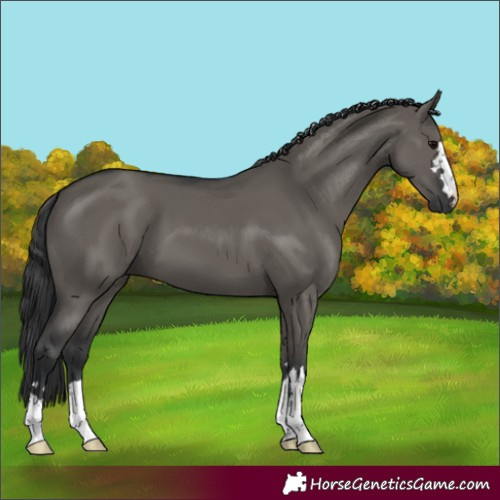 Horse Color:Grullo