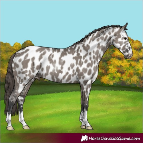 Horse Color:Grullo Appaloosa Rabicano