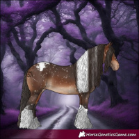 Horse Color:Brown Tobiano Appaloosa 