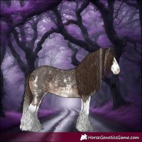 Horse Color:Liver Chestnut Sabino Splash Appaloosa 